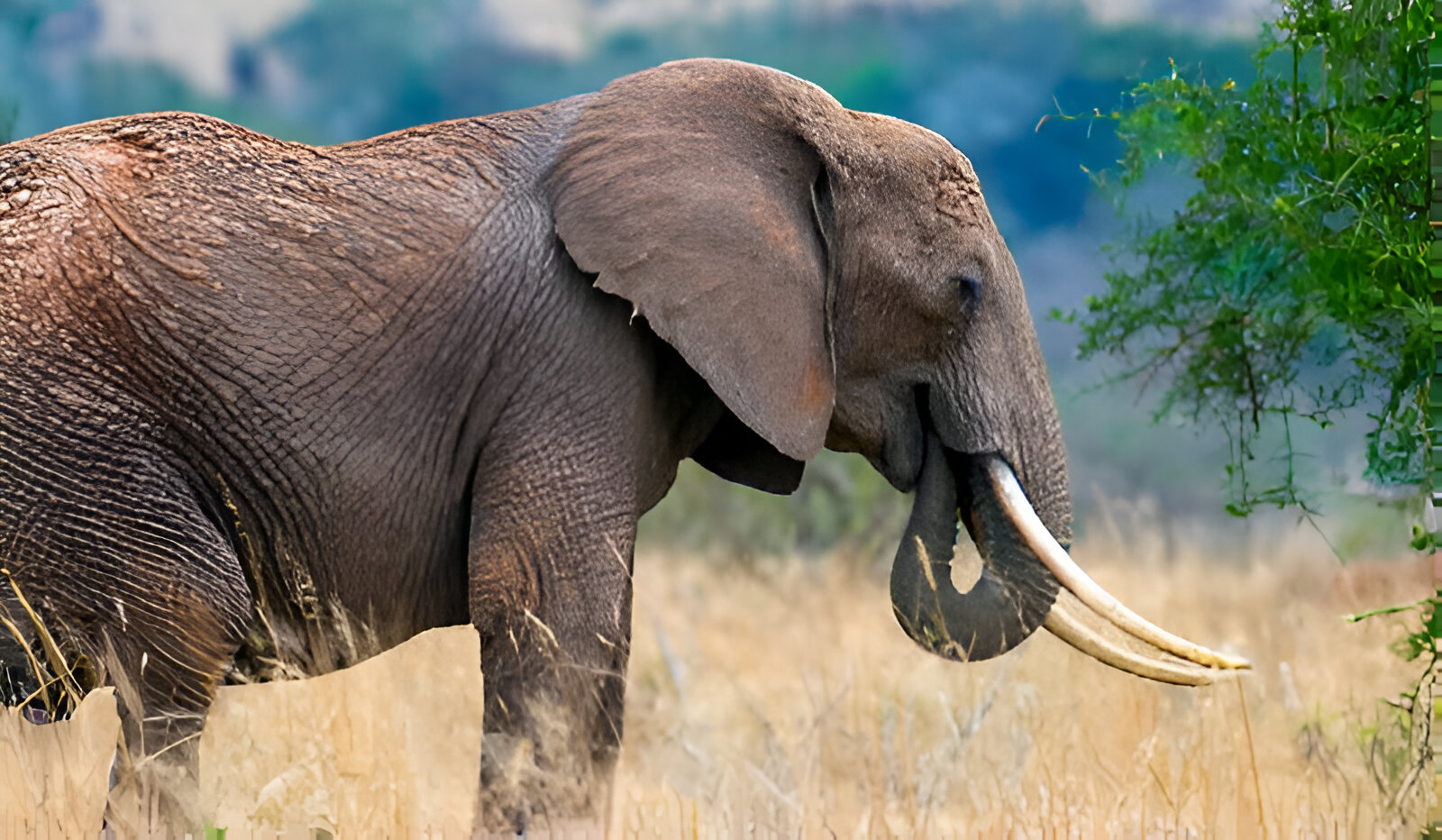 Nigeria launches 10-year National Elephant Action Plan