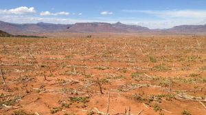 El Niño Drought Devastates Southern Africa