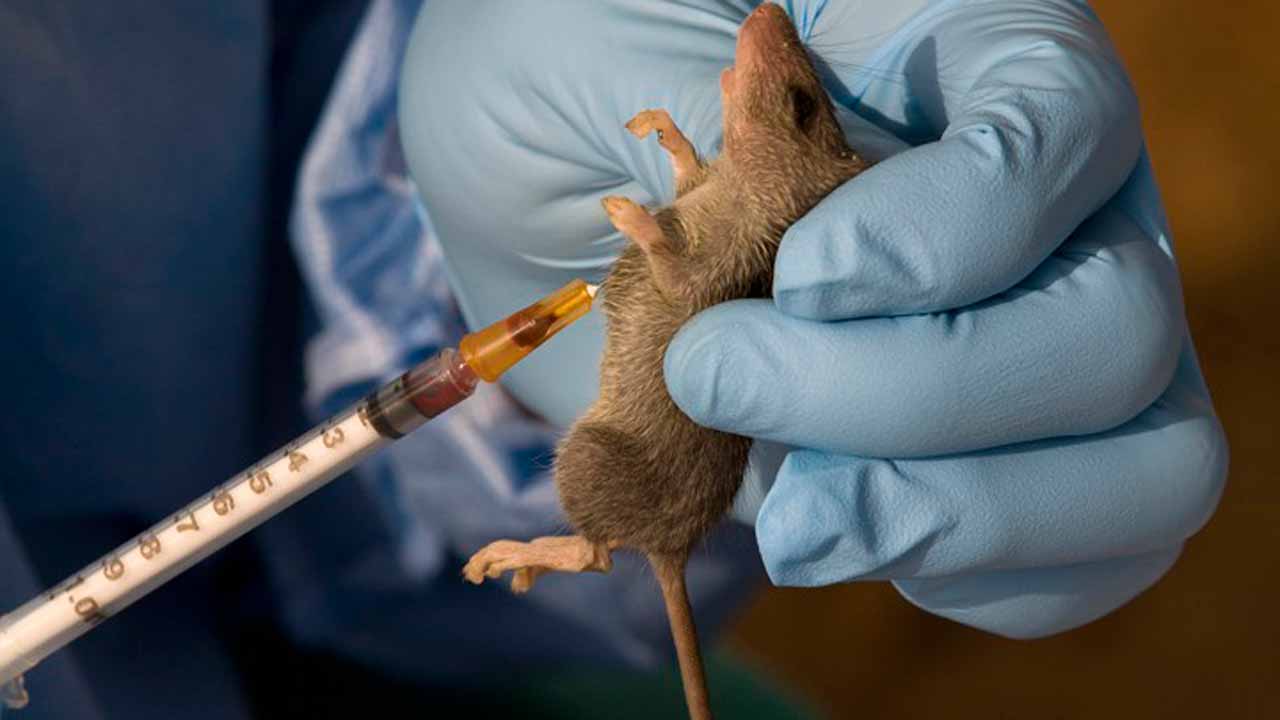 Lassa Fever Carrier Injected